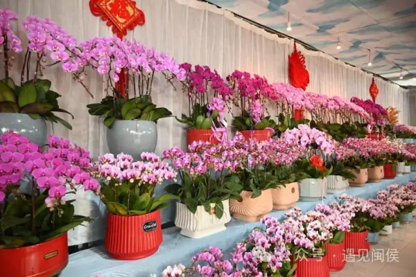 盆景花卉批发市场在哪里进货(1)