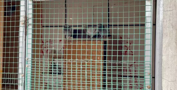 鸽子笼怎么搭建能方便清理(3)