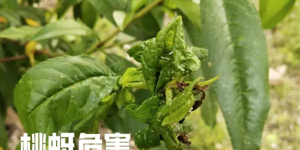 油虫用什么药可以消灭(1)