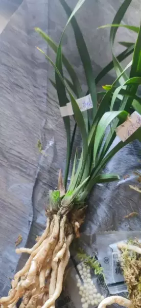 大唐宫粉兰花真假怎么分辨(2)