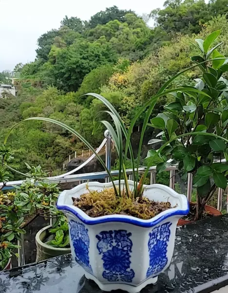 大唐宫粉兰花真假怎么分辨(3)