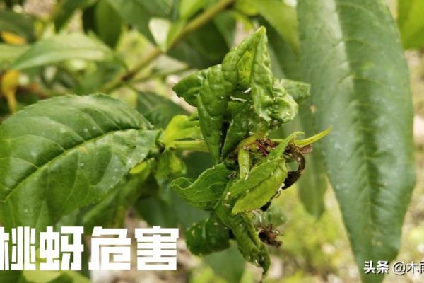 油虫用什么药可以消灭.