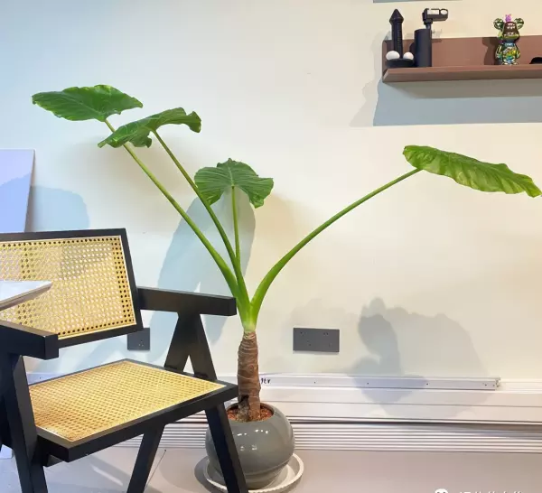 一品红有毒吗 适合在室内养吗(2)