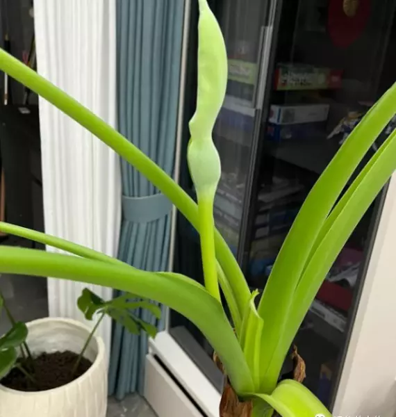 一品红有毒吗 适合在室内养吗(3)