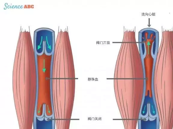 挺床上时间长了会不会引起血栓(2)