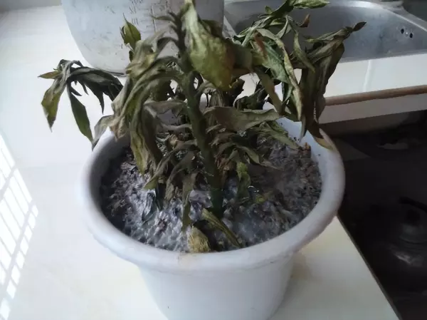 普通家里不能摆龙怎么处置(13)