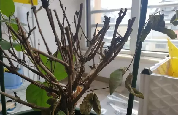 普通家里不能摆龙怎么处置(14)