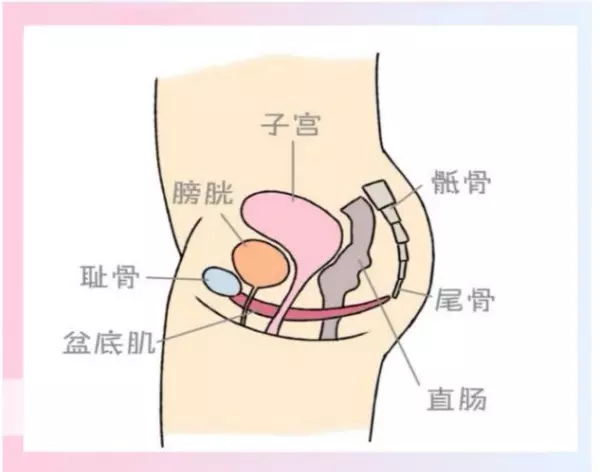 漏屎漏尿是什么原因造成的(1)