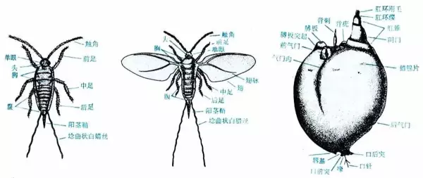 虫胶是什么东西对人有害吗(6)