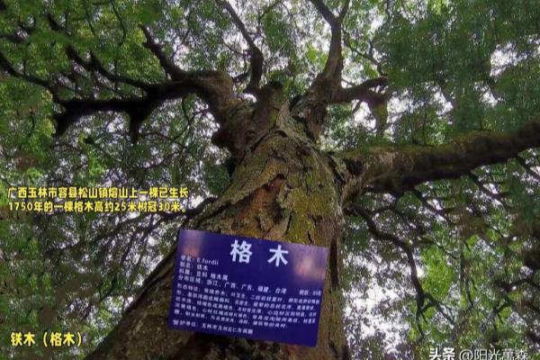 坤甸木和铁力木哪个好.