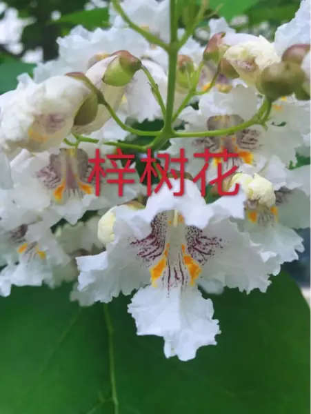 金丝楸喜暖的特征和什么树一样(16)