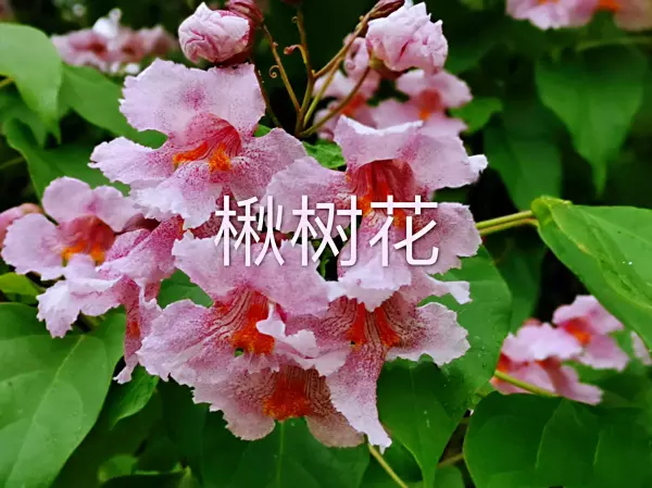 金丝楸喜暖的特征和什么树一样(17)