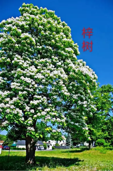 金丝楸喜暖的特征和什么树一样(18)