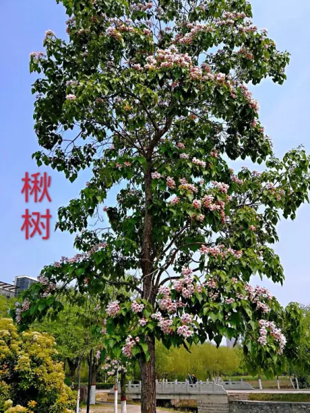 金丝楸喜暖的特征和什么树一样(19)