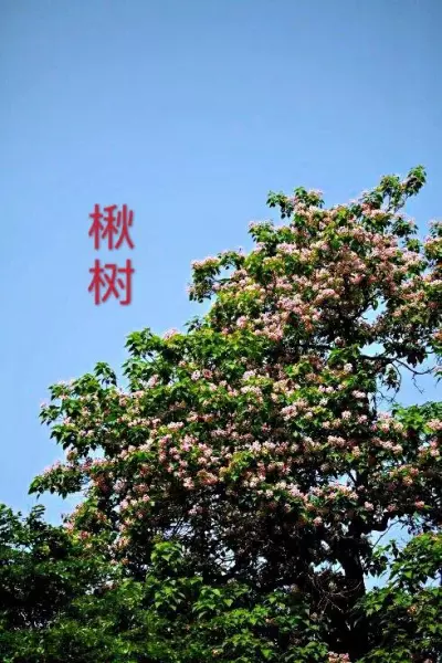 金丝楸喜暖的特征和什么树一样(2)