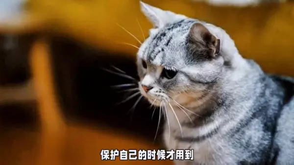 wsy有什么特殊含义吗(1)