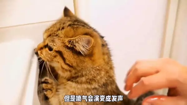 wsy有什么特殊含义吗(2)