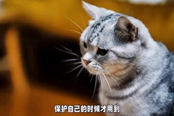 wsy有什么特殊含义吗.