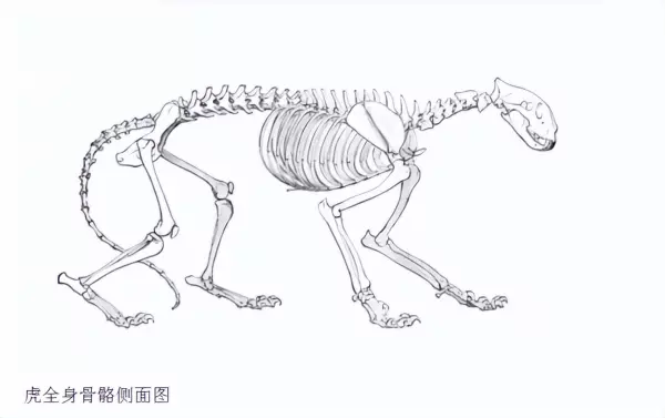 老虎的尾巴有什么作用答案(4)