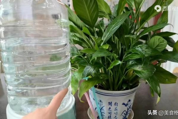 502能粘木头吗放鱼缸吗.