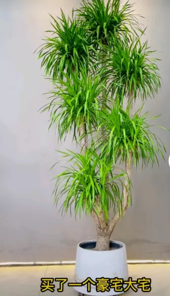 进住新房子送什么礼物(4)