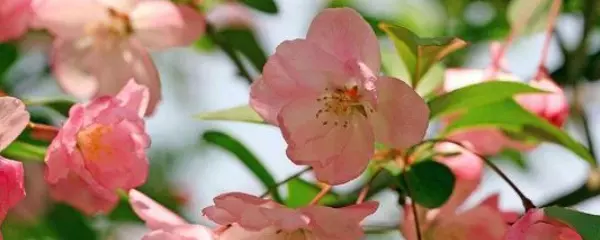 冬红果海棠什么时候开花结果(1)