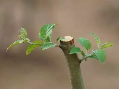 冬红果海棠什么时候开花结果(2)