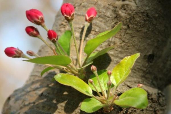 冬红果海棠什么时候开花结果.