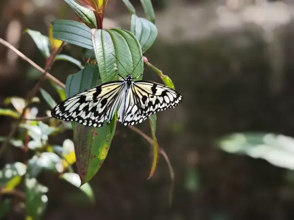 梯面镇有什么旅游景点(5)