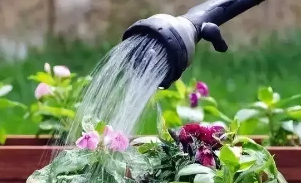 收集雨水浇花存放几天可以用(3)