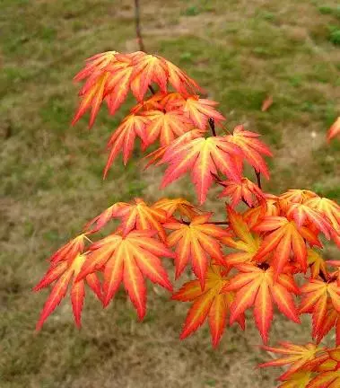 秋枫树20公分左右价格(15)