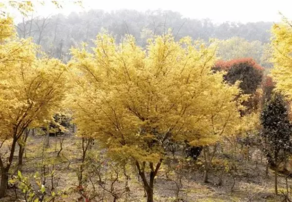 秋枫树20公分左右价格(16)