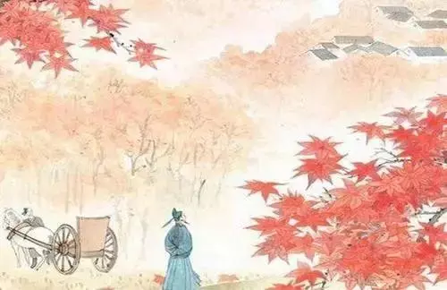 秋枫树20公分左右价格(1)