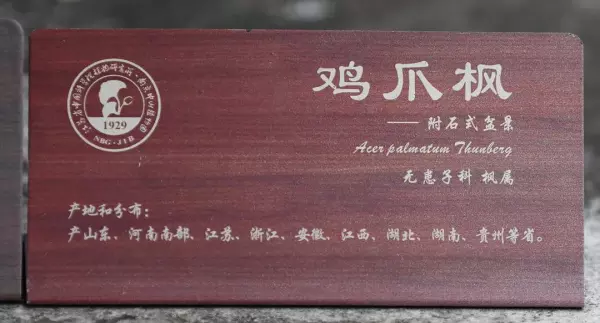 秋枫树20公分左右价格(3)