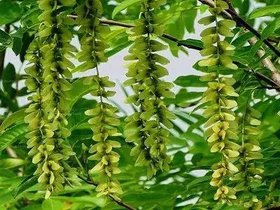 秋枫树20公分左右价格(43)