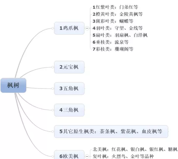 秋枫树20公分左右价格(4)