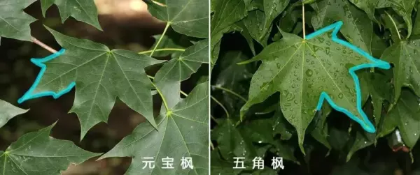 秋枫树20公分左右价格(51)