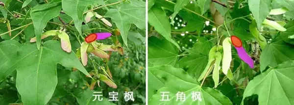 秋枫树20公分左右价格(52)