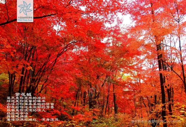 秋枫树20公分左右价格(63)