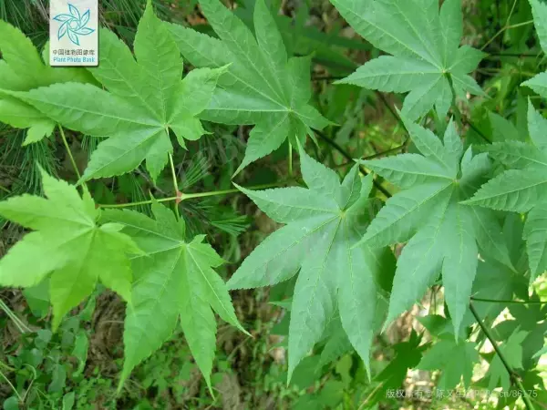 秋枫树20公分左右价格(64)