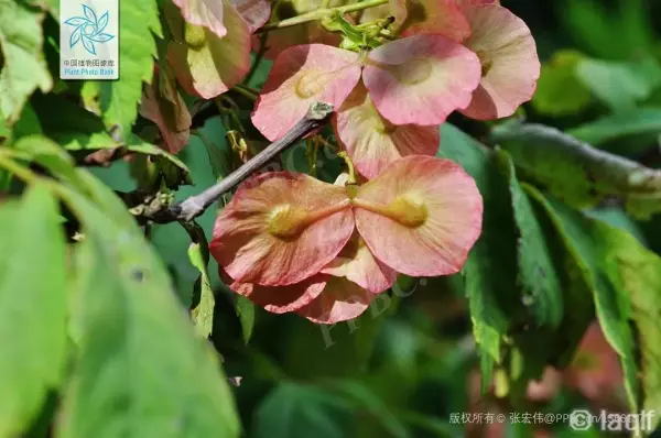 秋枫树20公分左右价格(70)