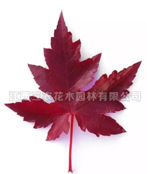 秋枫树20公分左右价格(86)