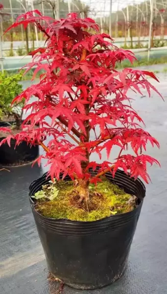 秋枫树20公分左右价格(9)