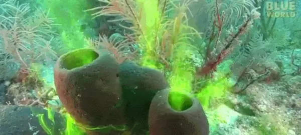 门格海绵体积为什么为0(3)
