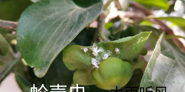 甲壳类昆虫用什么方法杀灭(1)