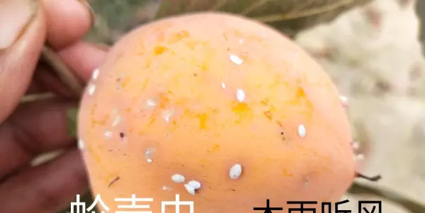 甲壳类昆虫用什么方法杀灭(2)
