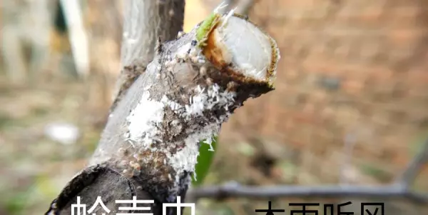 甲壳类昆虫用什么方法杀灭(3)