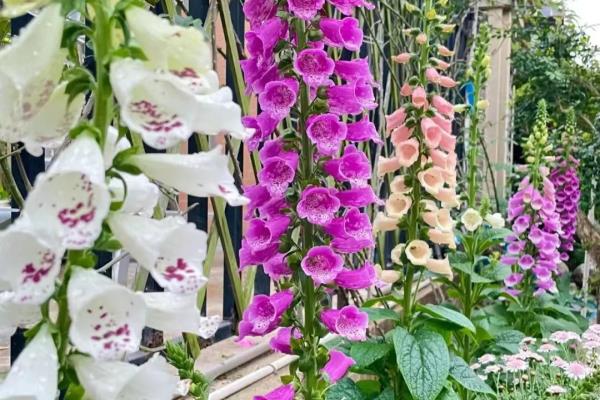 蜂室花什么时候播种最好.