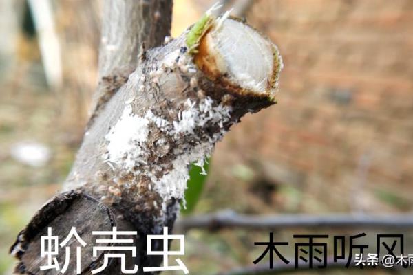 甲壳类昆虫用什么方法杀灭.