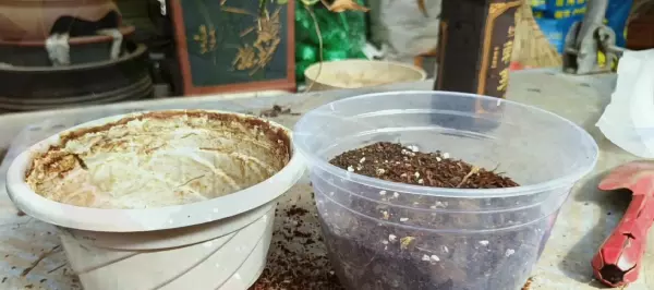 家庭养花技巧,如何给绿萝换土(3)